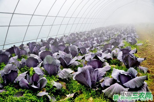 紫甘蓝如何用大棚种植? 紫甘蓝如何用大棚种植?