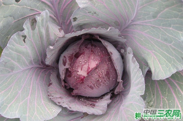 紫甘蓝如何用大棚种植? 紫甘蓝如何用大棚种植?