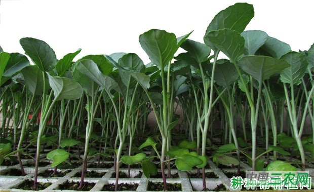 紫甘蓝如何用大棚种植? 紫甘蓝如何用大棚种植?