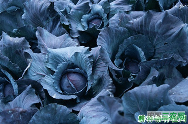 紫甘蓝如何用大棚种植? 紫甘蓝如何用大棚种植?