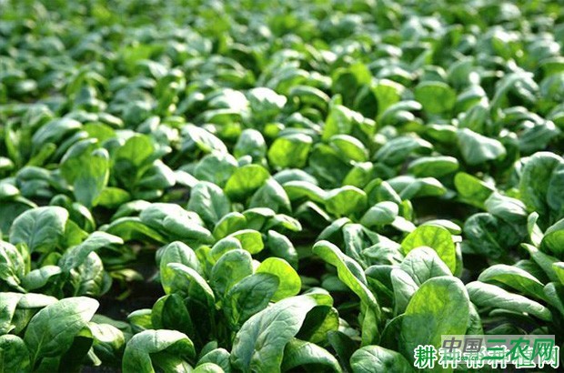 菠菜返青后如何管理? 菠菜返青后如何管理?