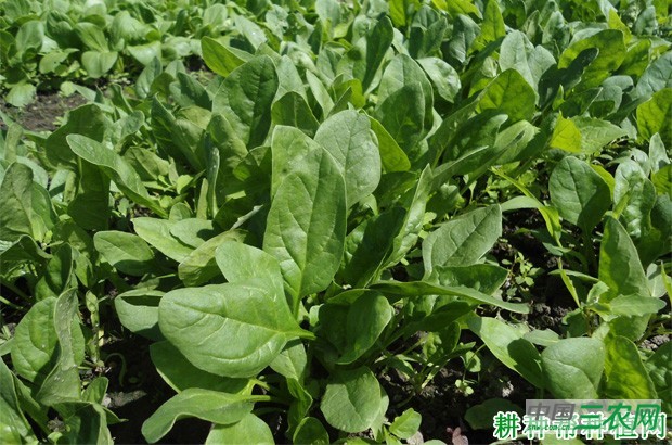 菠菜返青后如何管理? 菠菜返青后如何管理?