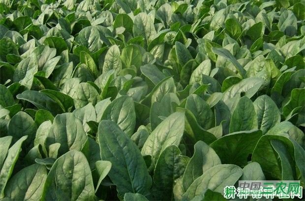 菠菜返青后如何管理? 菠菜返青后如何管理?