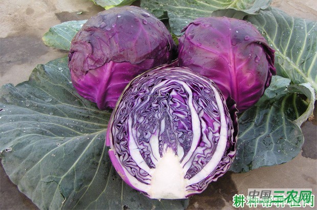 紫甘蓝春季如何种植？