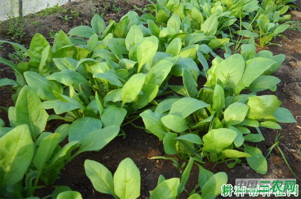 菠菜冬季如何管理? 菠菜冬季如何管理?