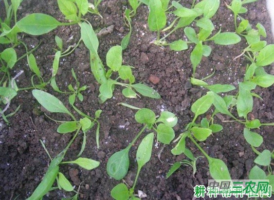 菠菜冬季如何管理? 菠菜冬季如何管理?