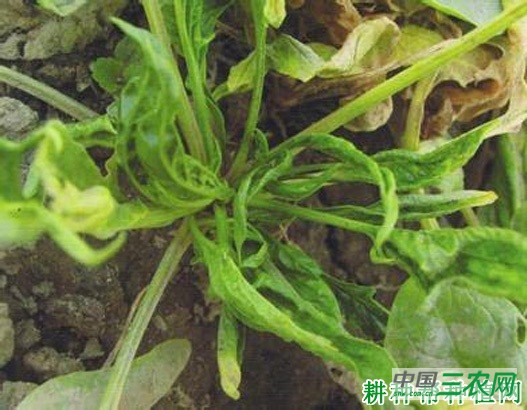 菠菜冬季如何管理? 菠菜冬季如何管理?