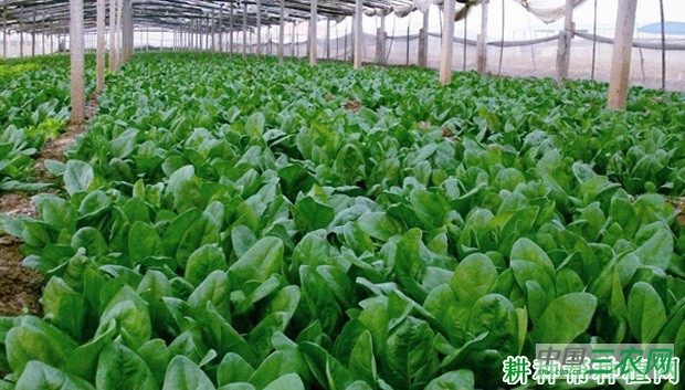 夏菠菜如何种植? 夏菠菜如何种植?