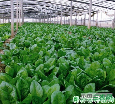 夏菠菜如何种植? 夏菠菜如何种植?