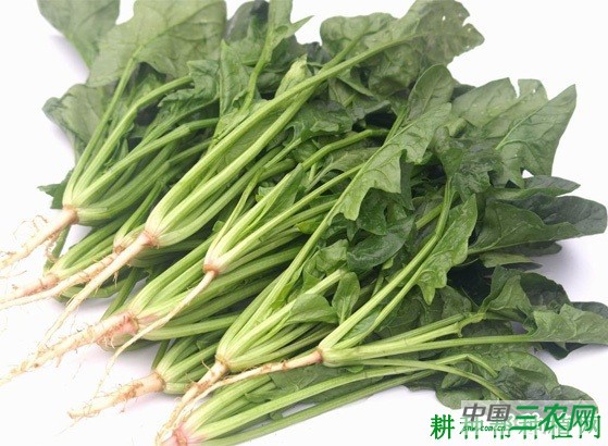 夏菠菜如何种植? 夏菠菜如何种植?