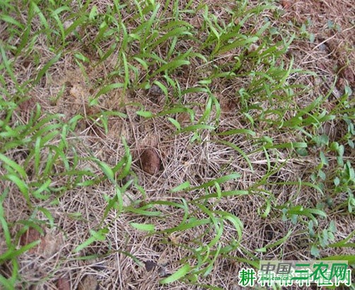 菠菜越冬前如何管理? 菠菜越冬前如何管理?