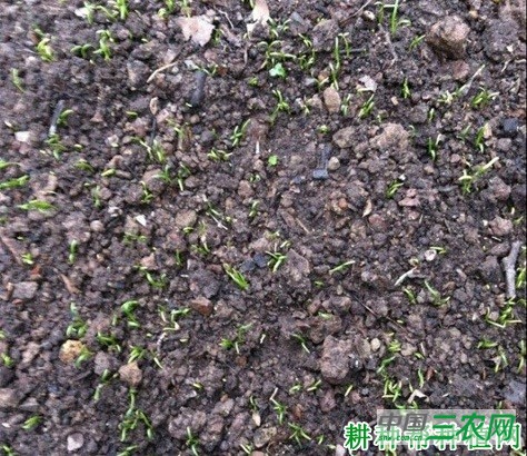 菠菜越冬前如何管理? 菠菜越冬前如何管理?