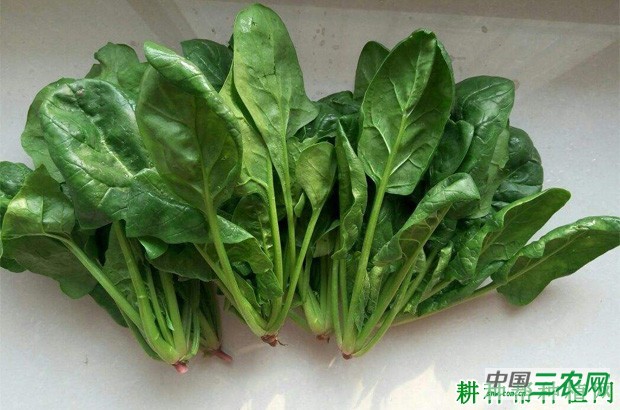 春菠菜如何种植? 春菠菜如何种植?
