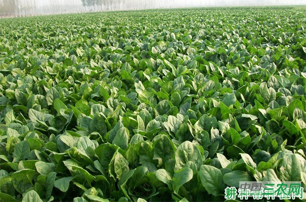 菠菜有几种种植方式？