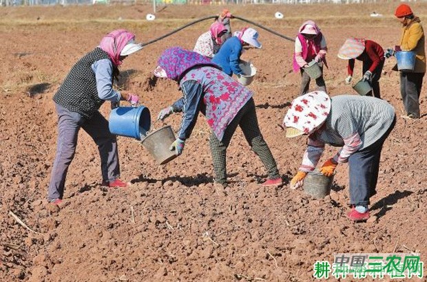 菠菜如何播种? 菠菜如何播种?