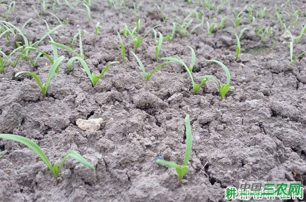 春菠菜如何种植? 春菠菜如何种植?