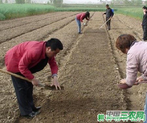 菠菜如何播种? 菠菜如何播种?