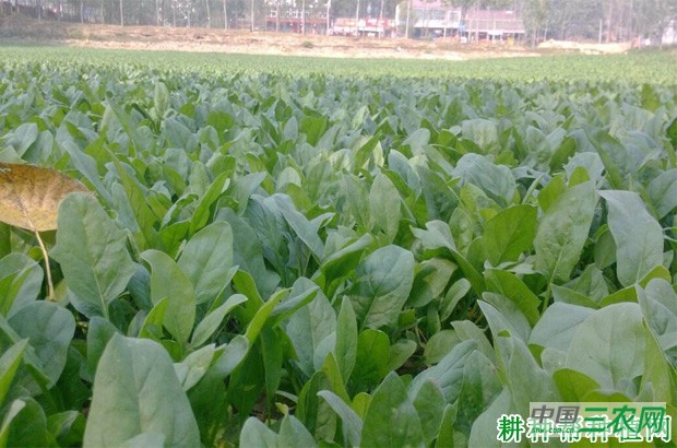 怎么样的环境适宜种植菠菜? 怎么样的环境适宜种植菠菜?