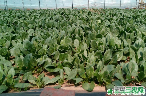 怎么样的环境适宜种植菠菜? 怎么样的环境适宜种植菠菜?