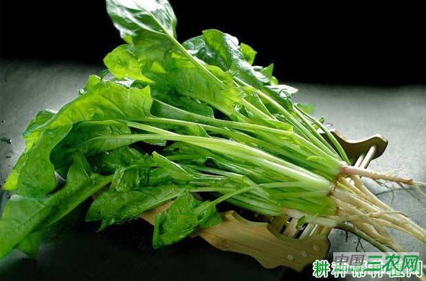 菠菜什么时候可以采收? 菠菜什么时候可以采收?