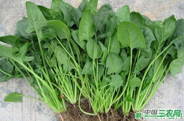 菠菜什么时候可以采收? 菠菜什么时候可以采收?