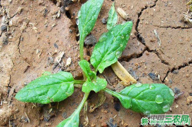 种植菠菜如何浇水？