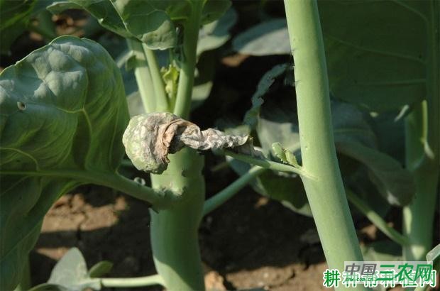 芥蓝菌核病如何防治? 芥蓝菌核病如何防治?