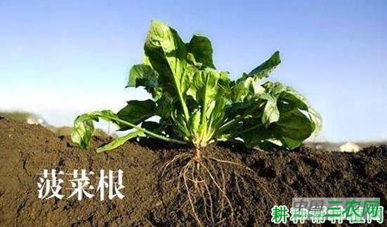 菠菜植株有哪些特征? 菠菜植株有哪些特征?