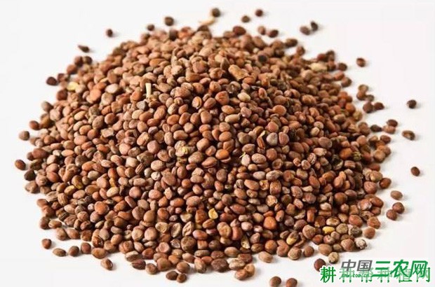 菠菜植株有哪些特征? 菠菜植株有哪些特征?