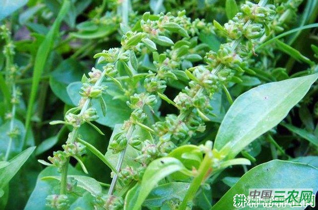 菠菜植株有哪些特征? 菠菜植株有哪些特征?