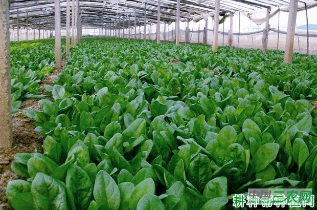 菠菜的原产地是哪里? 菠菜的原产地是哪里?