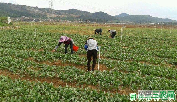 种植菠菜如何施肥? 种植菠菜如何施肥?