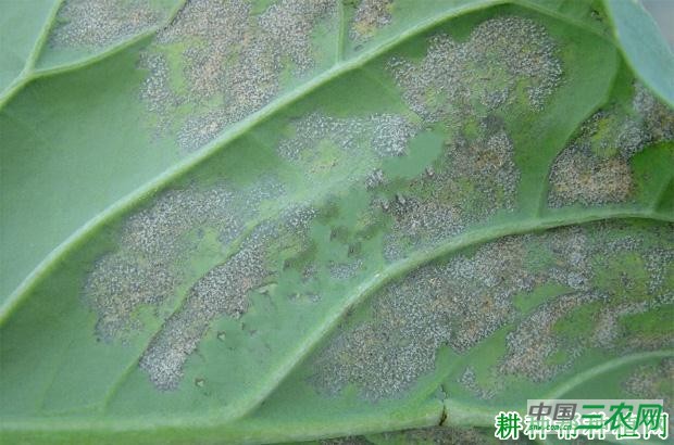 芥蓝霜霉病如何防治？