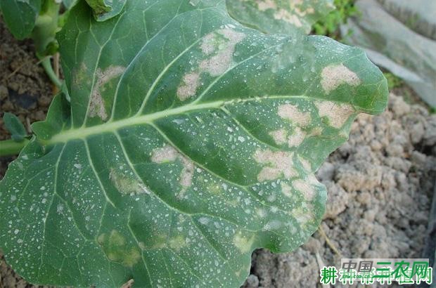 芥蓝霜霉病如何防治？