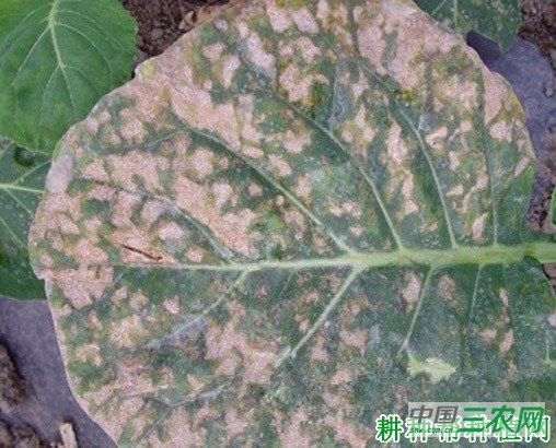 芥蓝霜霉病如何防治？
