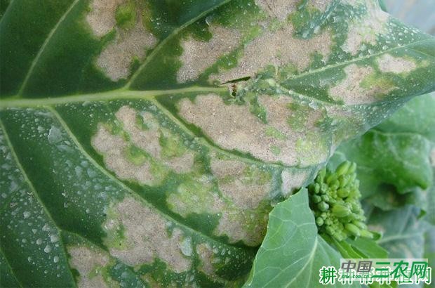 芥蓝霜霉病如何防治？