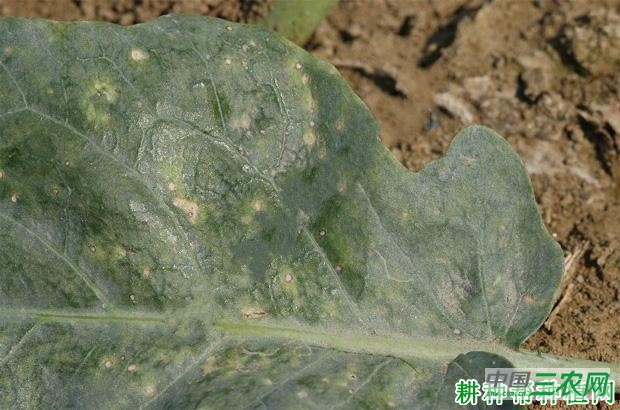 芥蓝黑斑病如何防治？