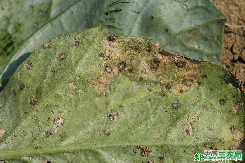 芥蓝黑斑病如何防治？