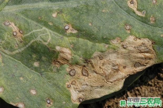 芥蓝黑斑病如何防治？