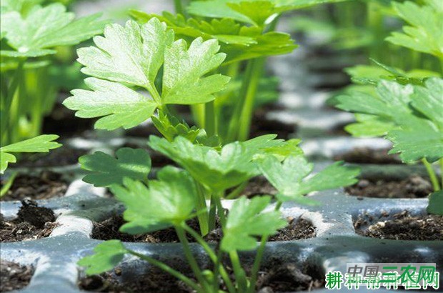 芹菜的生长对环境有什么要求？