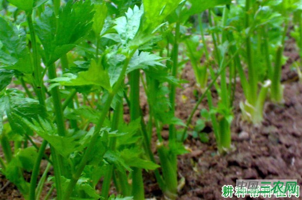 芹菜的生长对环境有什么要求？