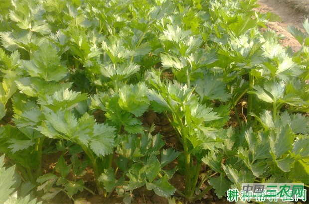 芹菜的生长对环境有什么要求？