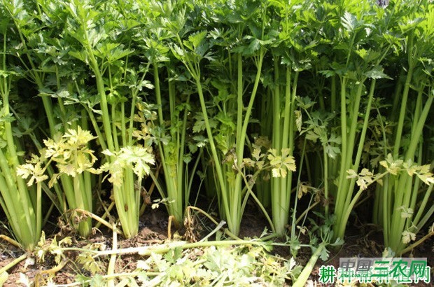 芹菜的生长对环境有什么要求？