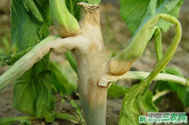 芥蓝软腐病如何防治? 芥蓝软腐病如何防治?