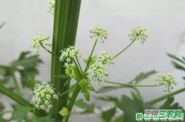 芹菜的生长期有多长？