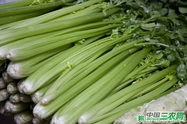 芹菜长怎么样？