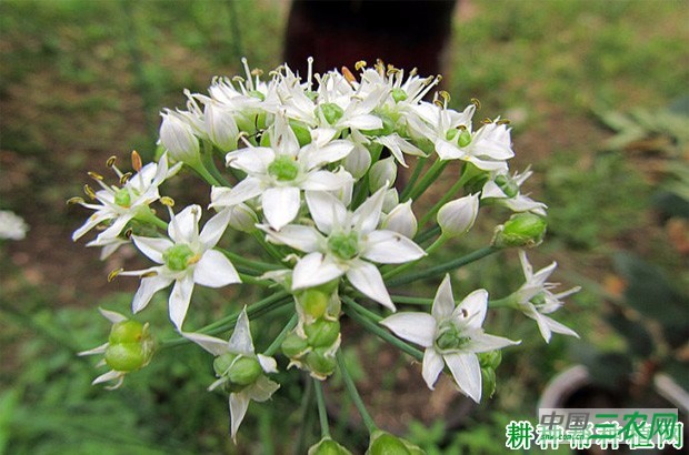 芹菜长怎么样？