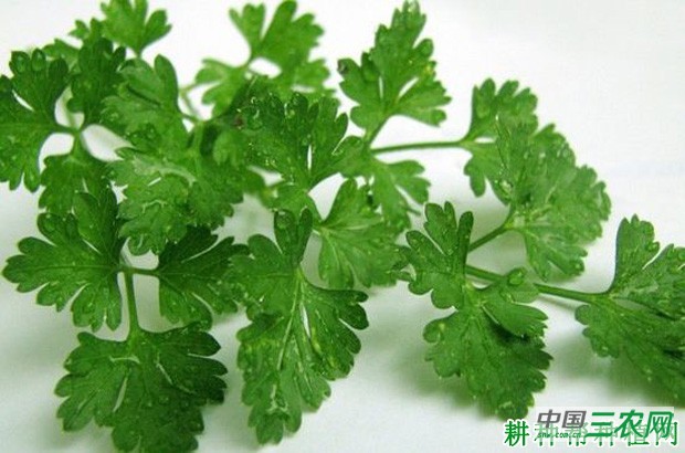 芹菜长怎么样？