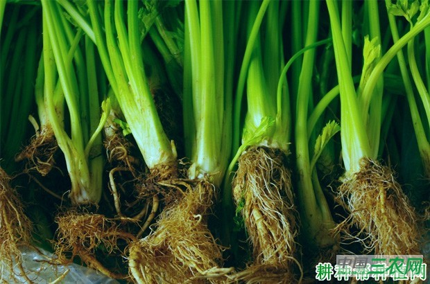 芹菜长怎么样？
