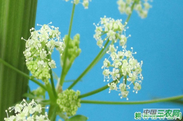 芹菜长怎么样？